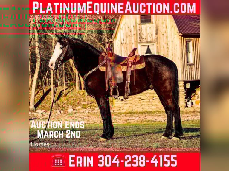 American Morgen Horse Caballo castrado 6 años 147 cm Negro in Flemingsburg KY