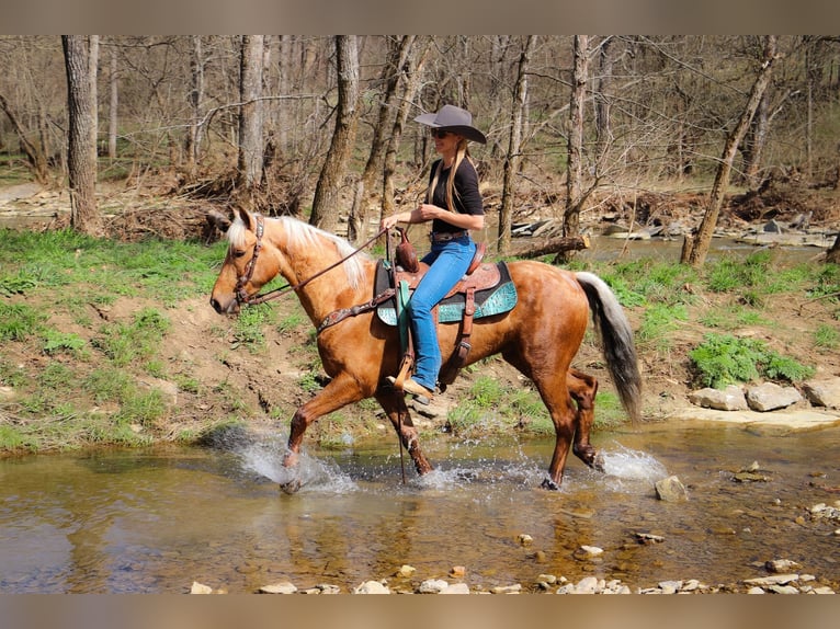 American Morgen Horse Caballo castrado 6 años 150 cm Palomino in Hillsboro, KY