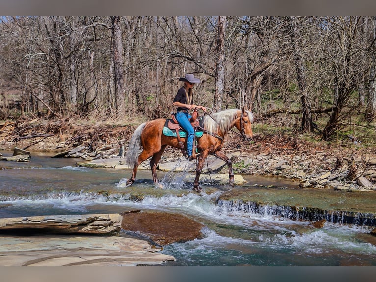 American Morgen Horse Caballo castrado 6 años 150 cm Palomino in Hillsboro, KY