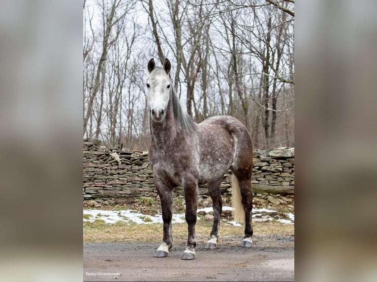 American Morgen Horse Caballo castrado 7 años 147 cm Tordo rodado in Everette PA