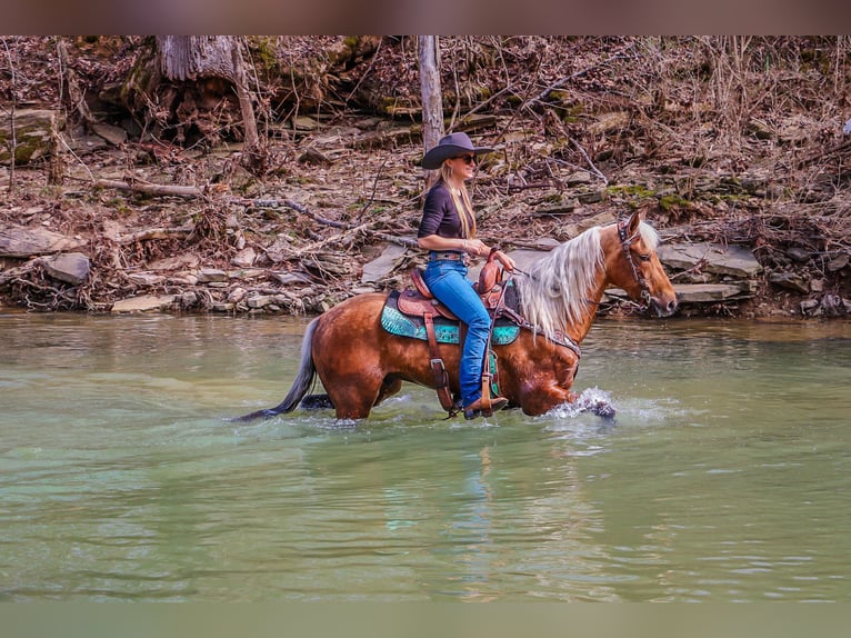 American Morgen Horse Caballo castrado 7 años 150 cm Palomino in Hillsboro, KY