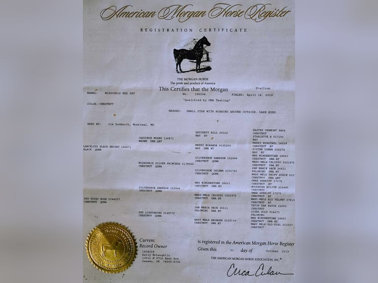 American Morgen Horse Caballo castrado 7 años Alazán-tostado in Weatherford TX