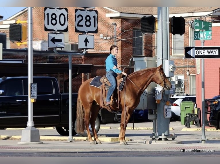 American Morgen Horse Caballo castrado 7 años Alazán-tostado in Weatherford TX