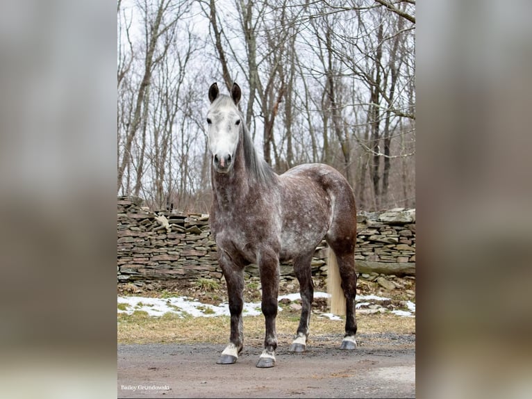 American Morgen Horse Caballo castrado 8 años 147 cm Tordo rodado in Everette PA