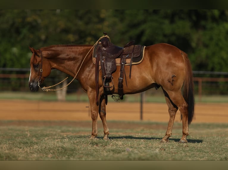 American Morgen Horse Caballo castrado 8 años 155 cm Alazán rojizo in Joshua, TX