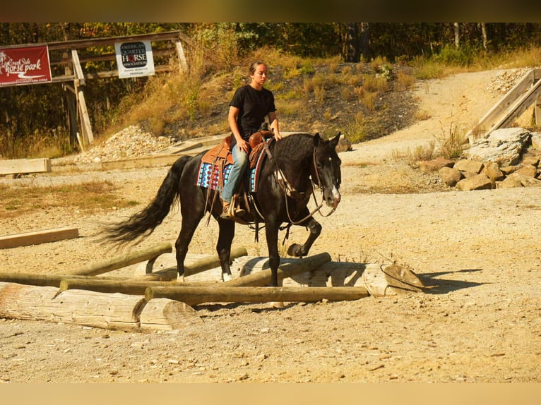 American Morgen Horse Caballo castrado 8 años 155 cm Negro in Fresno