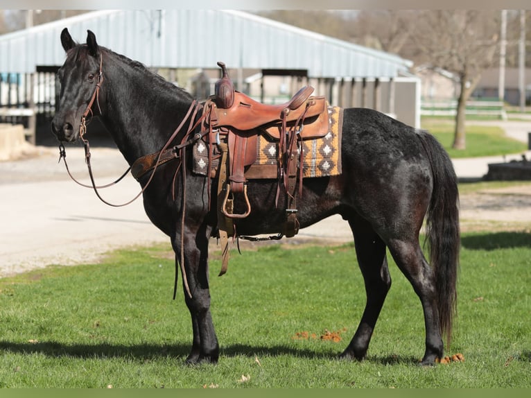 American Morgen Horse Caballo castrado 8 años 155 cm Ruano azulado in Charleston IL