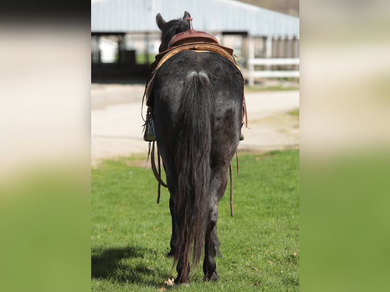 American Morgen Horse Caballo castrado 8 años 155 cm Ruano azulado in Charleston IL