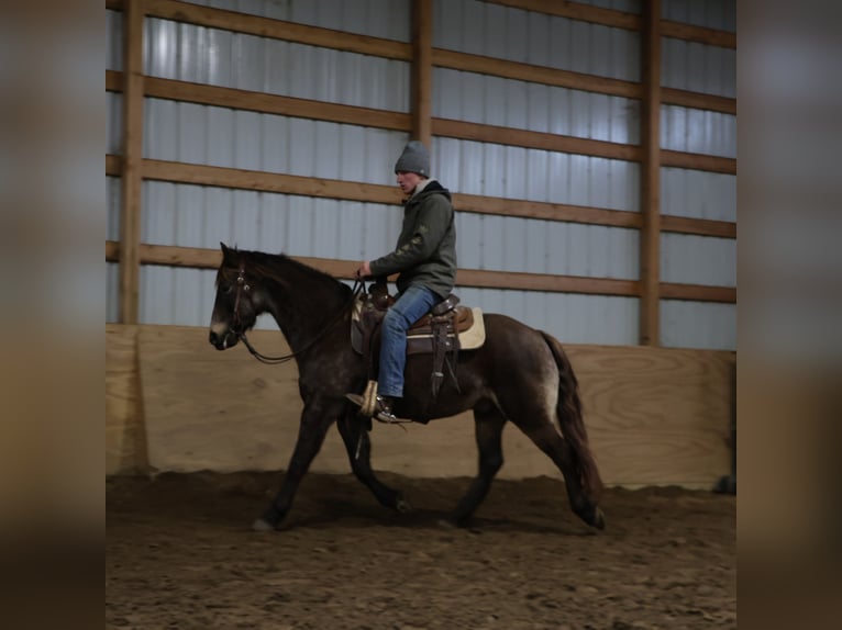 American Morgen Horse Mestizo Caballo castrado 9 años 145 cm Buckskin/Bayo in Howell