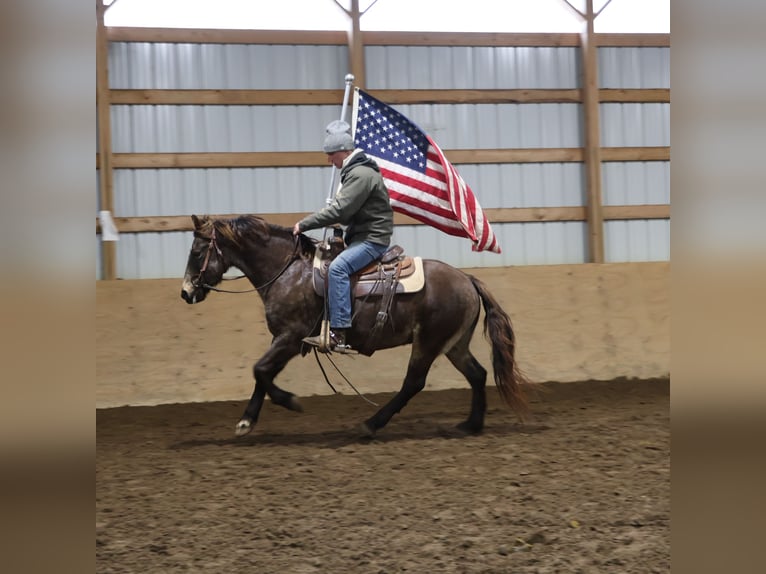 American Morgen Horse Mestizo Caballo castrado 9 años 145 cm Buckskin/Bayo in Howell