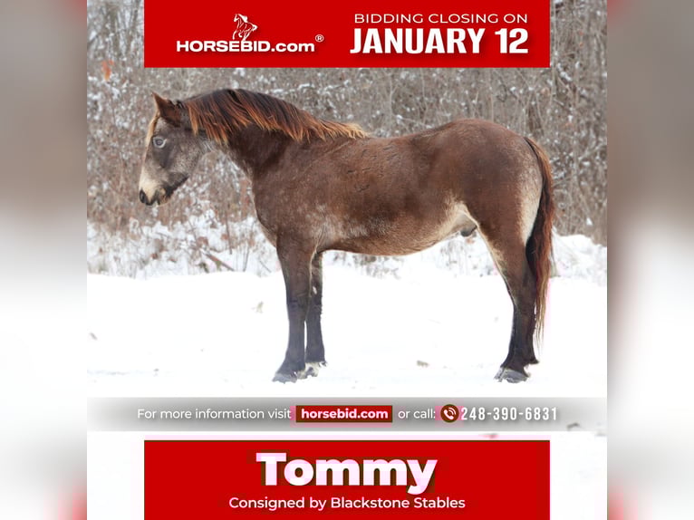 American Morgen Horse Mestizo Caballo castrado 9 años 145 cm Buckskin/Bayo in Howell