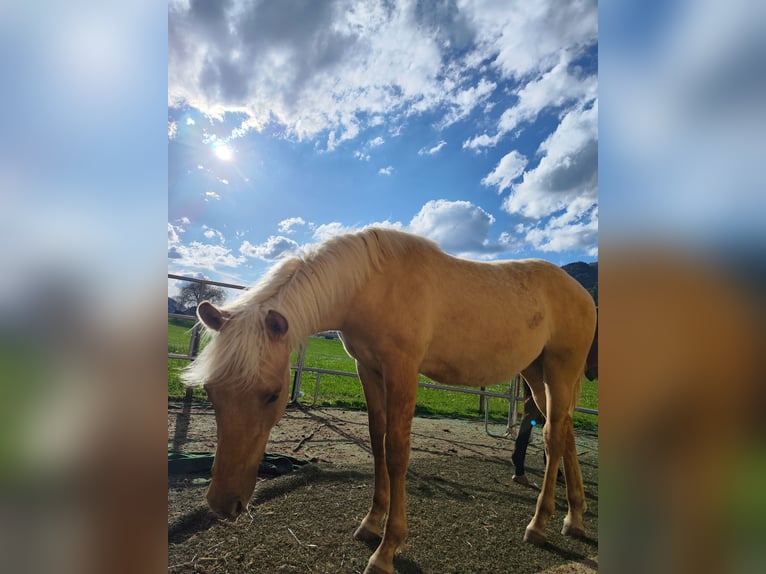 American Morgen Horse Étalon 1 Année 150 cm Dunalino in Bad Griesbach im Rottal