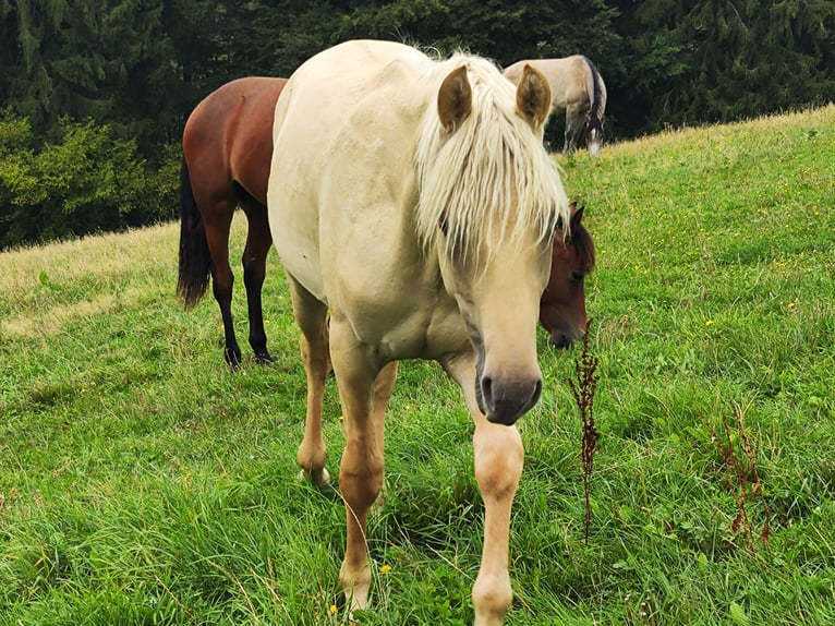 American Morgen Horse Étalon 1 Année 150 cm Dunalino in Bad Griesbach im Rottal