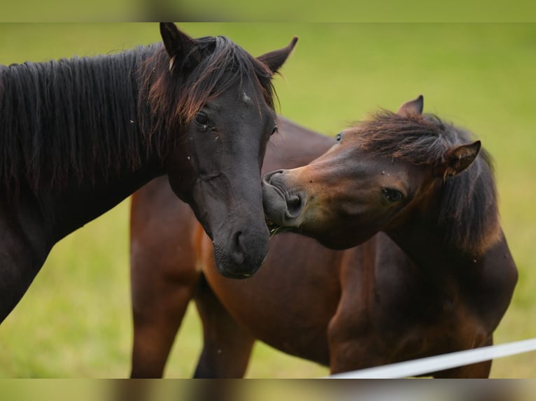 American Morgen Horse Étalon 1 Année 153 cm Bai brun in Floh-Seligenthal