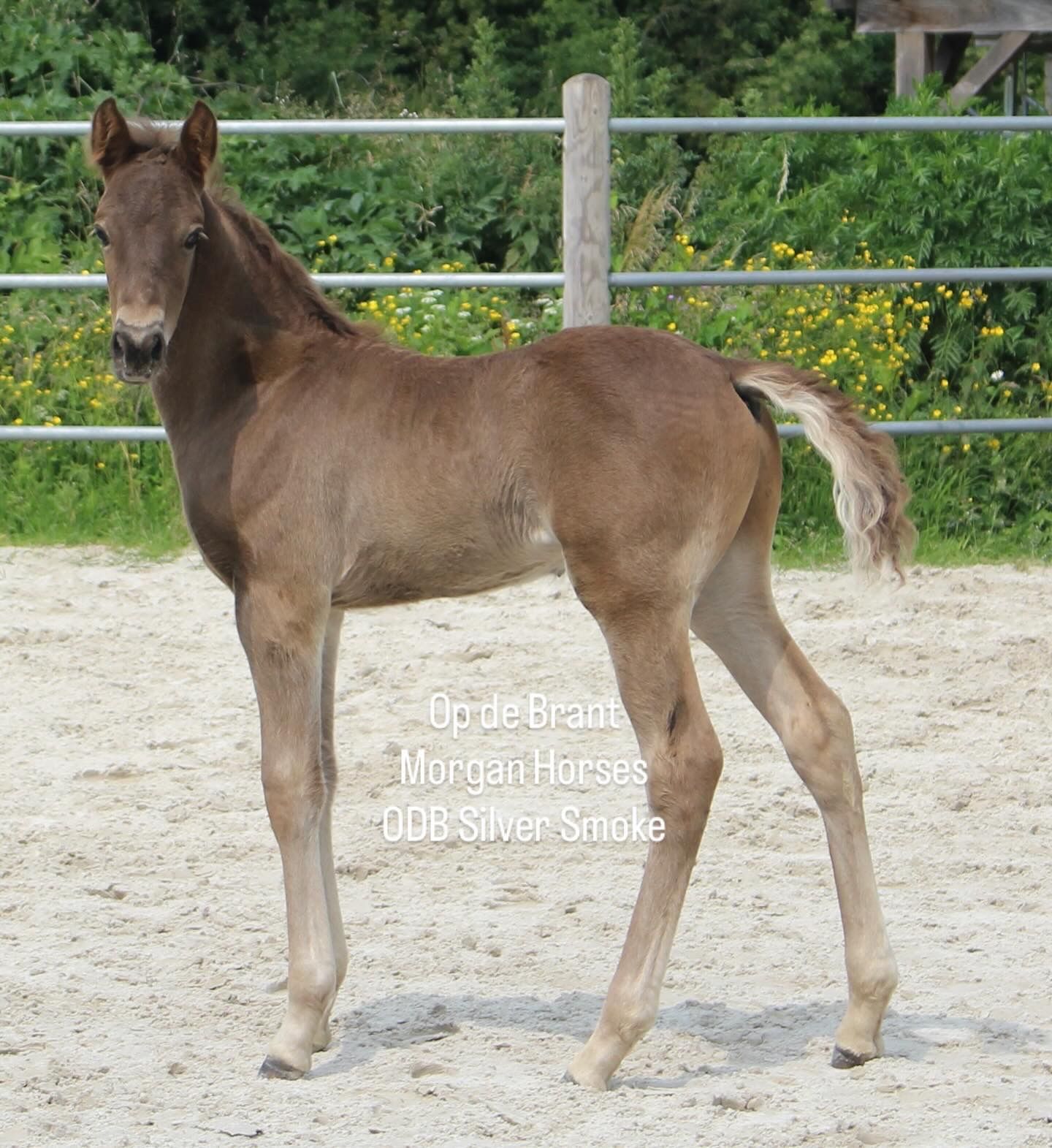 American Morgen Horse Étalon 1 Année 154 cm Grullo in Nuth