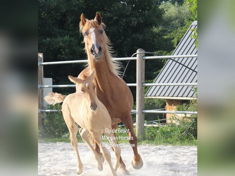 American Morgen Horse Étalon 1 Année 154 cm Grullo in Nuth