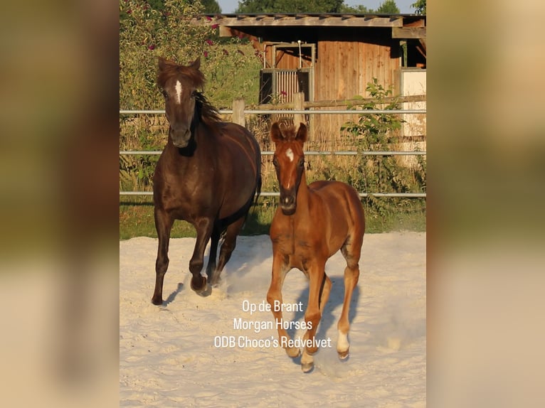 American Morgen Horse Étalon 1 Année 154 cm Grullo in Nuth