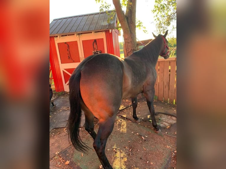 American Morgen Horse Étalon 34 Ans Rouan bleu in Austin