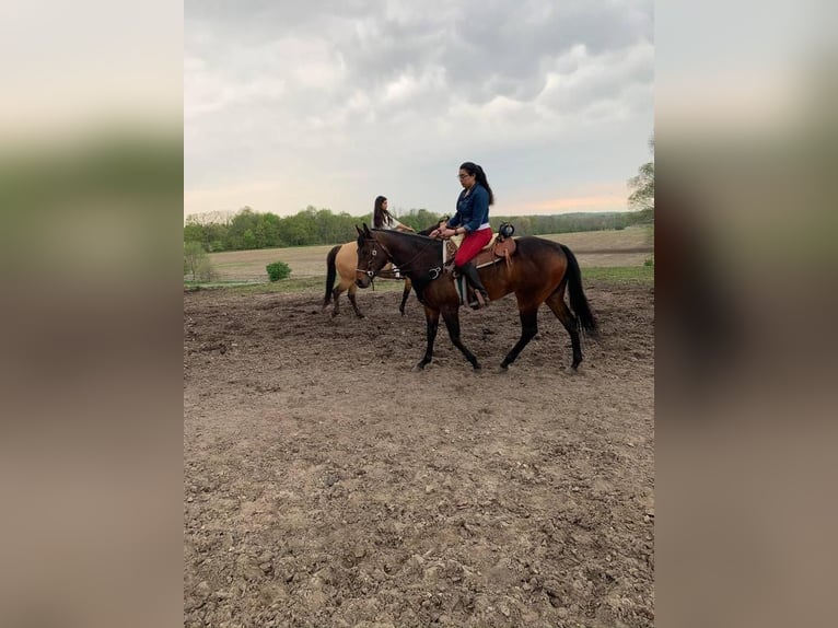American Morgen Horse Étalon 34 Ans Rouan bleu in Austin