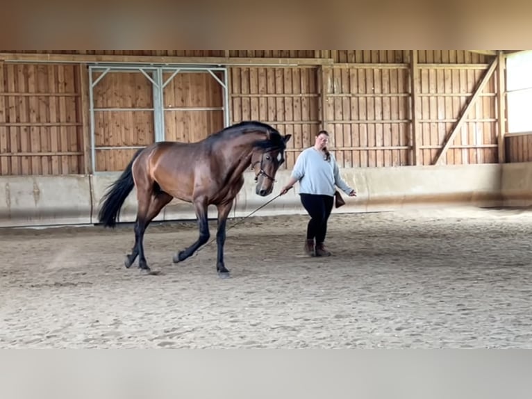 American Morgen Horse Étalon 4 Ans 156 cm Bai brun in Velpke