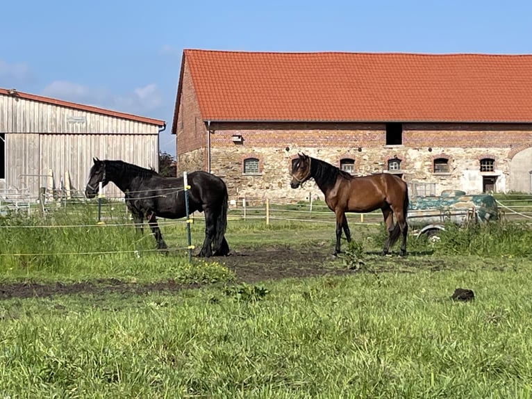 American Morgen Horse Étalon 4 Ans 156 cm Bai brun in Velpke