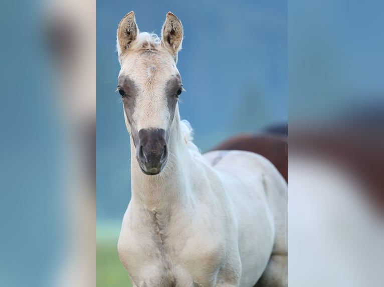 American Morgen Horse Hengst 1 Jaar 150 cm Dunalino in Bad Griesbach im Rottal