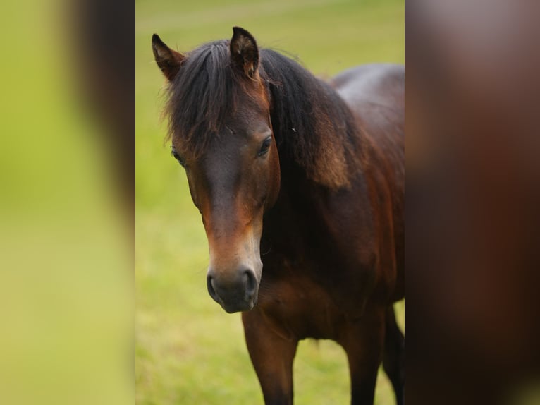 American Morgen Horse Hengst 1 Jaar 153 cm Donkerbruin in Floh-Seligenthal