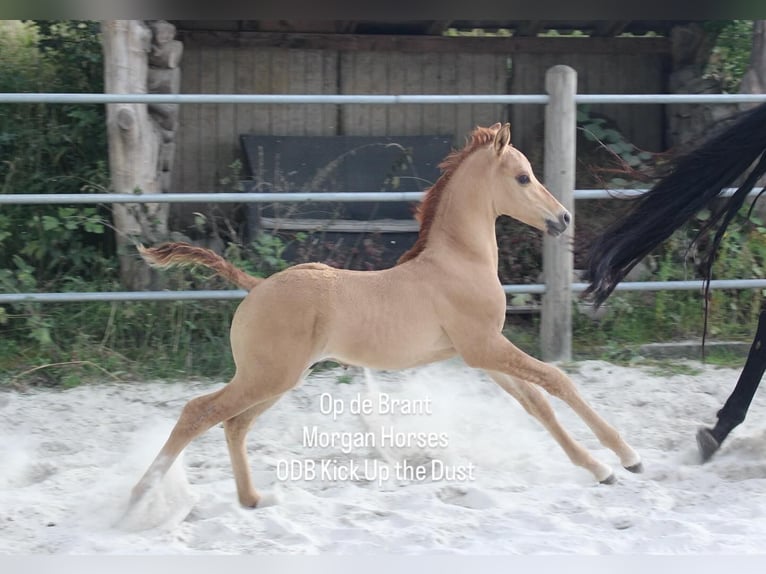 American Morgen Horse Hengst 1 Jaar 154 cm Grullo in Nuth