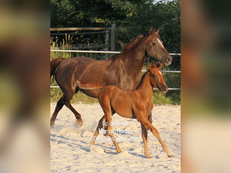 American Morgen Horse Hengst 1 Jaar 154 cm Grullo in Nuth