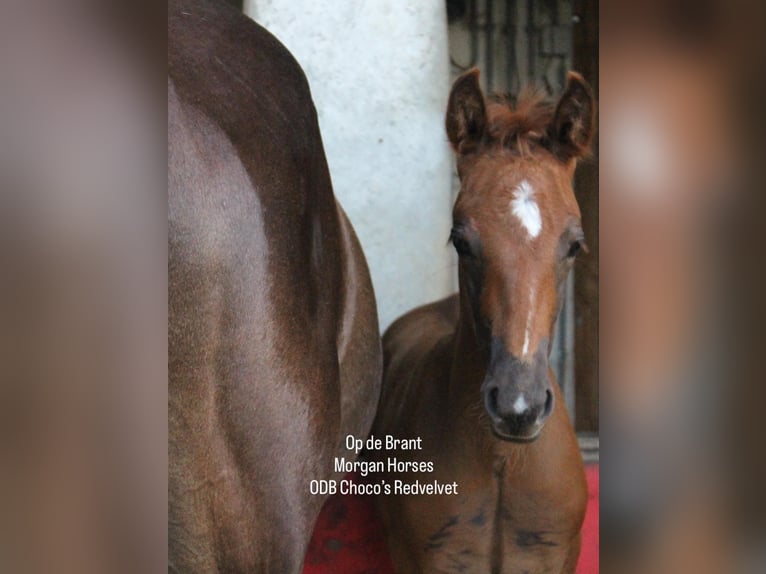 American Morgen Horse Hengst 1 Jaar 154 cm Grullo in Nuth