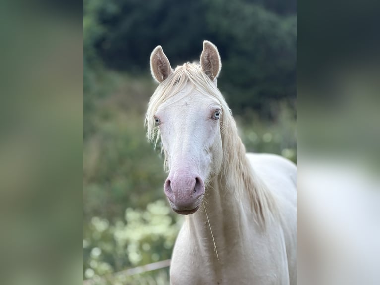 American Morgen Horse Hengst 1 Jaar 156 cm Perlino in Floh-Seligenthal