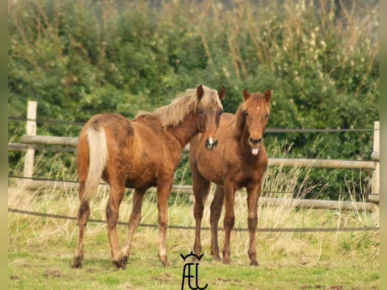 American Morgen Horse Mix Hengst 1 Jaar in Pluvigner