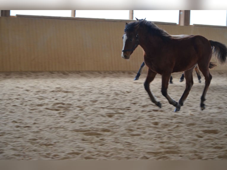 American Morgen Horse Hengst 2 Jaar 156 cm Bruin in Milda