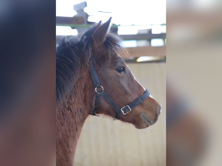 American Morgen Horse Hengst 2 Jaar 156 cm Bruin in Milda