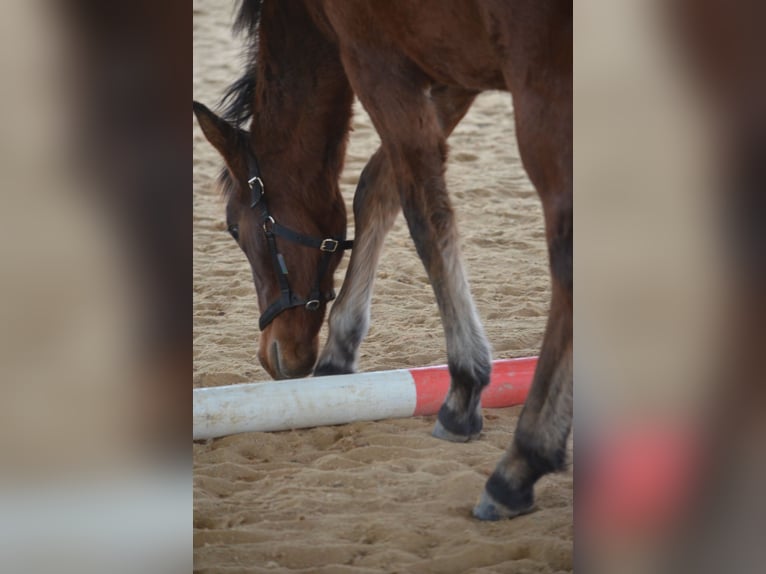 American Morgen Horse Hengst 2 Jaar 156 cm Bruin in Milda