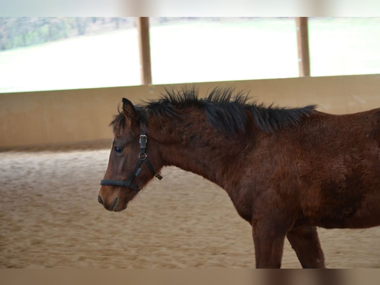 American Morgen Horse Hengst 2 Jaar 156 cm Bruin in Milda