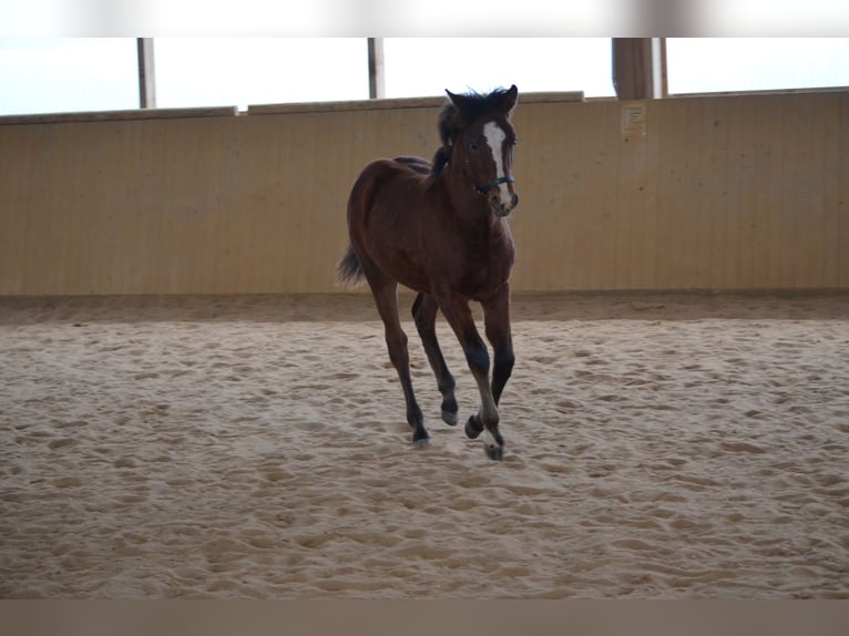 American Morgen Horse Hengst 2 Jaar 156 cm Bruin in Milda