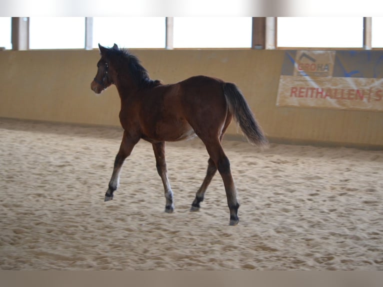 American Morgen Horse Hengst 2 Jaar 156 cm Bruin in Milda