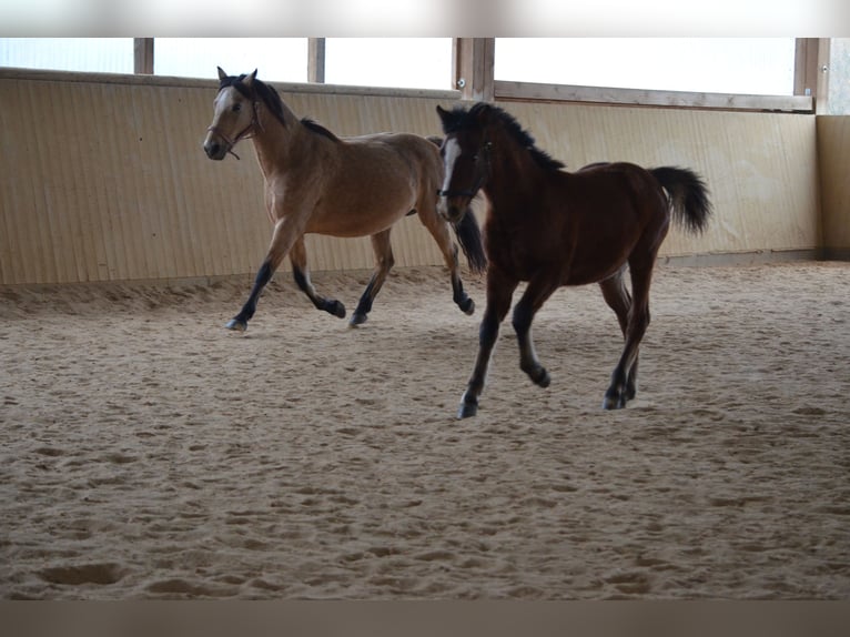 American Morgen Horse Hengst 2 Jaar 156 cm Bruin in Milda