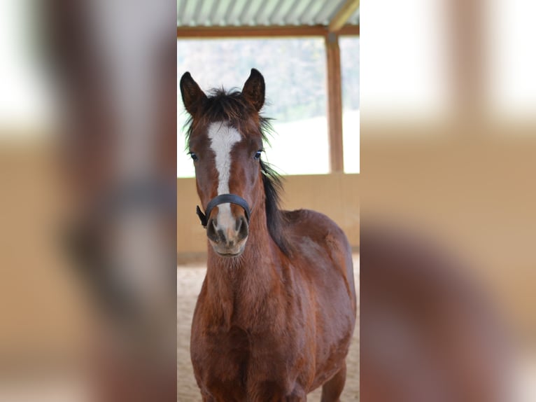 American Morgen Horse Hengst 2 Jaar 156 cm Bruin in Milda