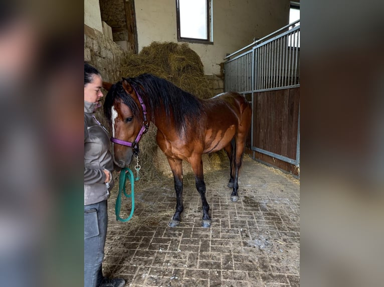 American Morgen Horse Hengst 2 Jaar 156 cm Bruin in Milda