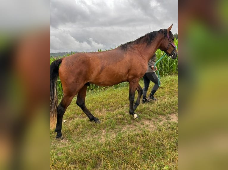 American Morgen Horse Hengst 2 Jaar 156 cm Bruin in Milda