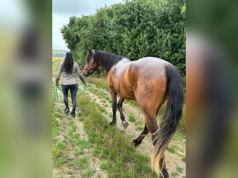 American Morgen Horse Hengst 2 Jaar 156 cm Bruin in Milda