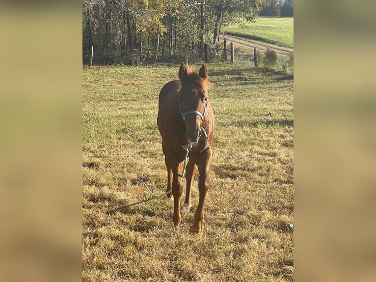 American Morgen Horse Hengst 34 Jaar Blauwschimmel in Austin