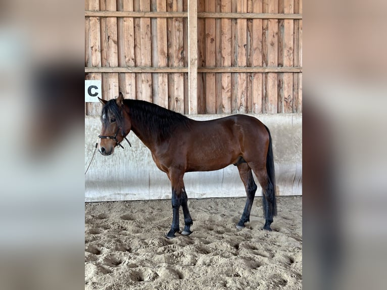 American Morgen Horse Hengst 4 Jaar 156 cm Donkerbruin in Velpke