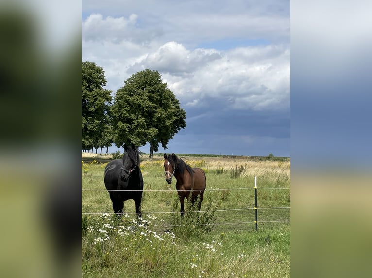 American Morgen Horse Hengst 4 Jaar 156 cm Donkerbruin in Velpke