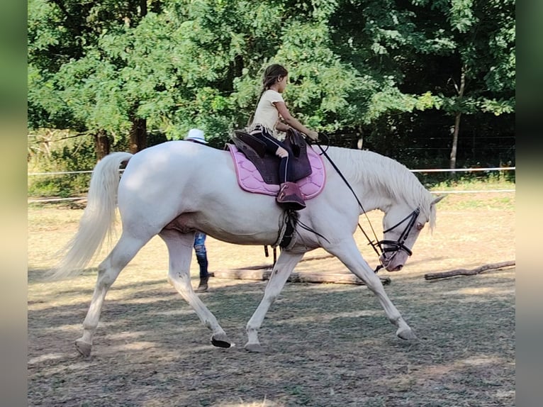 American Morgen Horse Hengst 5 Jaar 159 cm Cremello in F&#xF3;t
