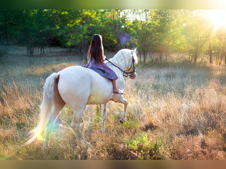 American Morgen Horse Hengst 5 Jaar 159 cm Cremello in F&#xF3;t