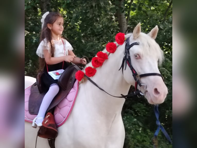 American Morgen Horse Hengst 5 Jaar 159 cm Cremello in F&#xF3;t