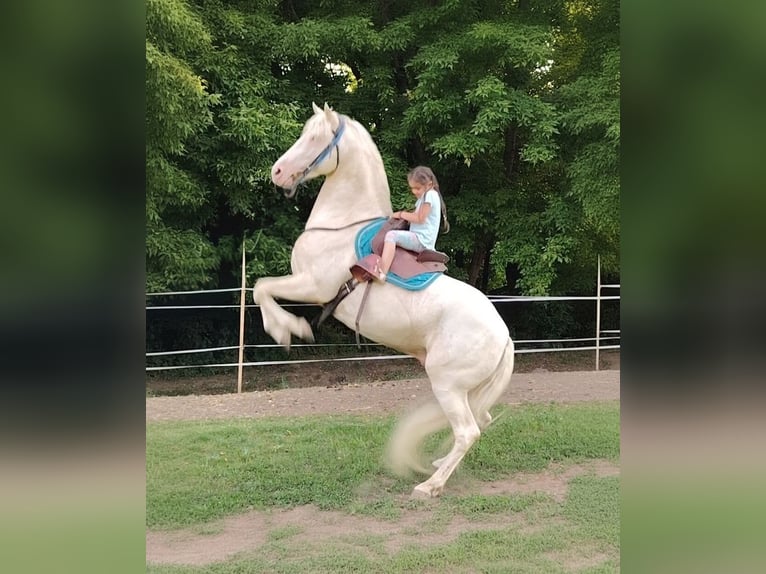 American Morgen Horse Hengst 5 Jaar 159 cm Cremello in F&#xF3;t